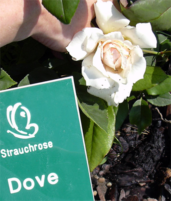 dove_rosengarten_01.jpg