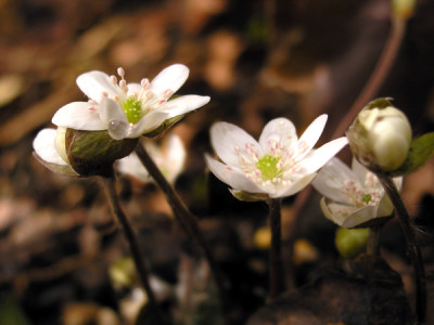Hepatica-weiss-260306-k.jpg