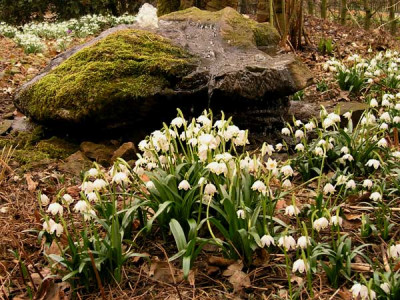 Fruehling-260306-k.jpg