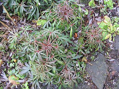 Helleborus_foetidus_tolmiea.jpg
