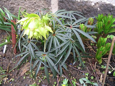 Helleborus_foetidus_sierra_nevada.jpg