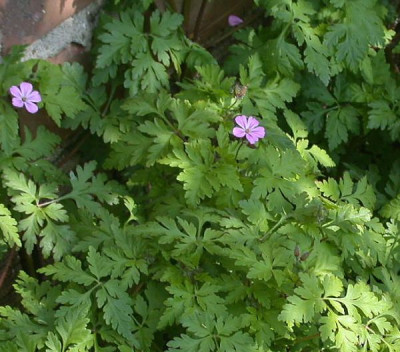 Geranium_sylvestris_002.jpg