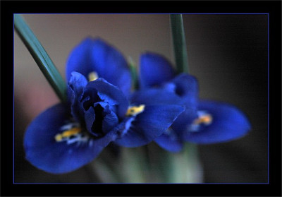 Iris_1_26-03-2006.jpg