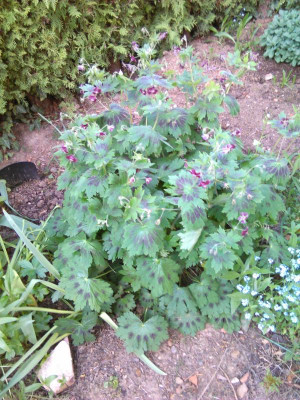 IMG_20150506_194310.jpg