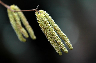 Haselnuss_1__26-03-2006.jpg