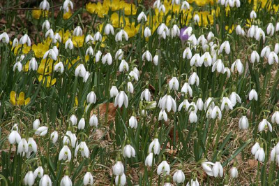 Galanthus-Wiese.jpg