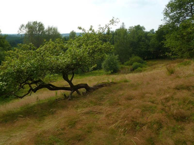 Wiesenhang.jpg