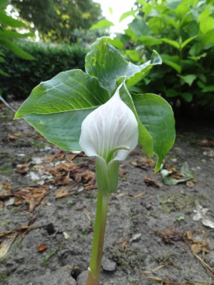 Arisaema candissimum 2015.jpg