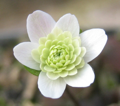 IMG_0085_eHepatica_henryi_weiss-filled.JPG