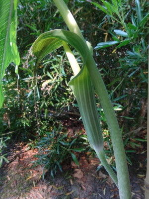 Arisaema consanguineum 2015.JPG