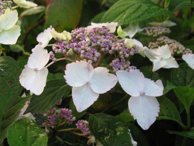 Elegant Lace (Kopie).jpg