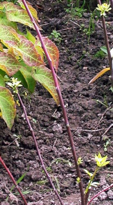 Ptelea_trifoliata_2007.jpg