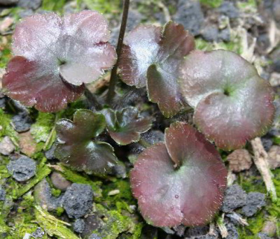 IMG_1132_eHepatica_henryi_Blatt.JPG