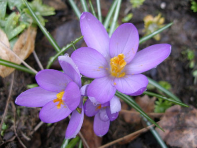 Krokus.JPG