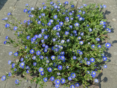 Nolana paradoxa 2015.JPG