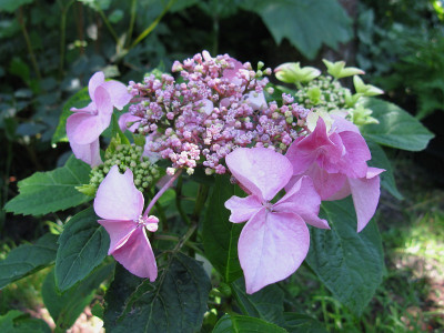 S04 Butterlfly Lady (Kopie).jpg
