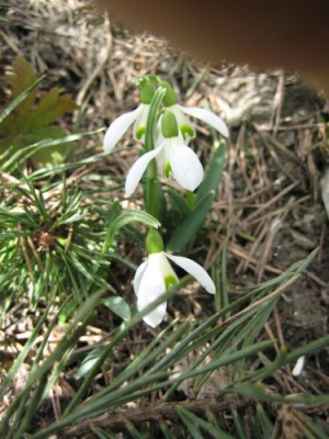 IMG_0381.jpg
