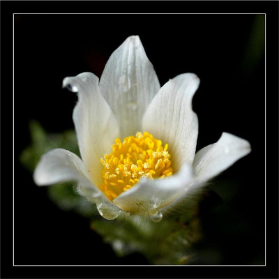 Pulsatilla_Alba_1__26-03-2006.jpg