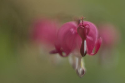 dicentra.jpg