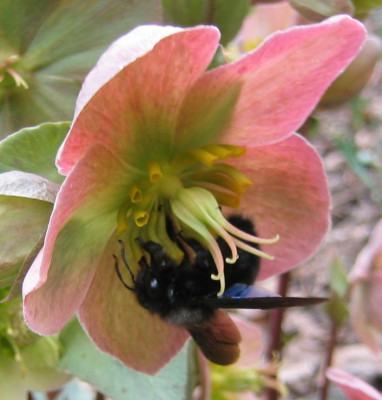 Helleborus_SilverMoon_20060326.jpg