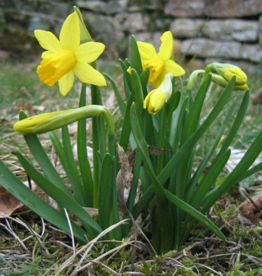 Narzissus_jonquilla.jpg