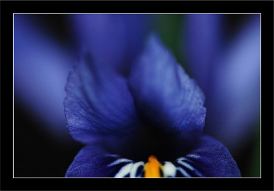 Iris_Reticulata_1__26-03-2006.jpg