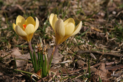 Crocus-chrysanthus_cf-Dorothy.jpg