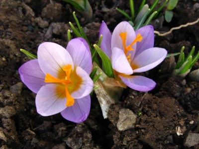 Krokus01.jpg