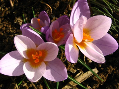 krokus02.jpg