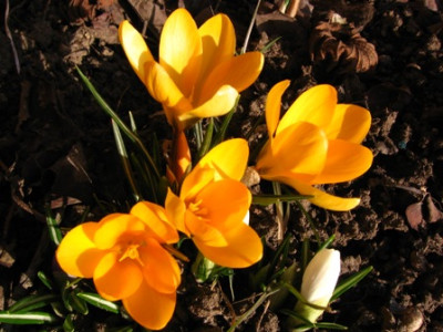 krokus03.jpg