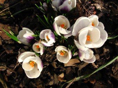 Krokus04.jpg