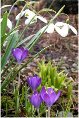Fruehling-260306-2k.jpg