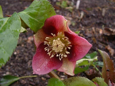 DSCF0014_Helleborus_Eigenbau.JPG