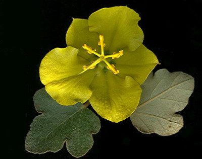fremontodendron_170504.jpg