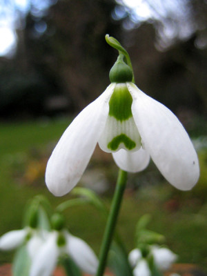 IMG_3744_welches_galanthus.jpg