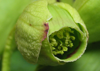Helleborus_foetidus_f.jpg