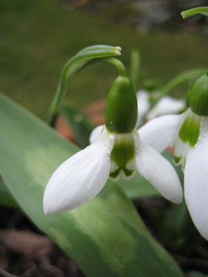 IMG_3745_welches_galanthus.jpg