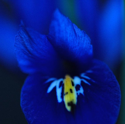 Iris_Reticulata__Details_1__26-03-2006.jpg