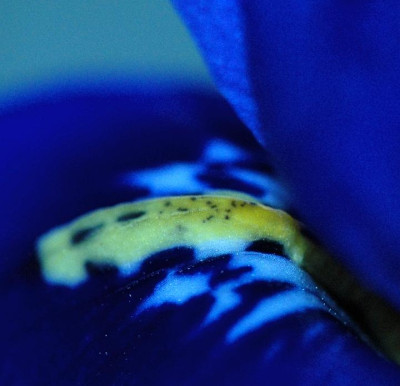 Iris_Reticulata__Details_2__26-03-2006.jpg