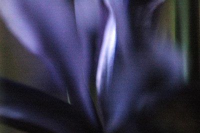 Iris_Reticulata__Details_1600_2__26-03-2006.jpg