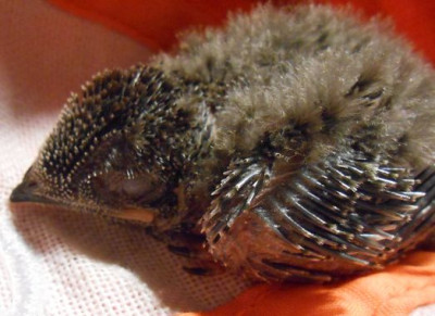 Nestling-nbg.JPG