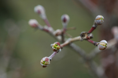 cornus_mas_knospensprung_1.jpg