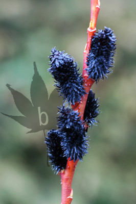 salix_melanost_1.jpg