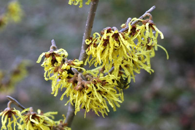 hamamelis_int_arnold_1.jpg