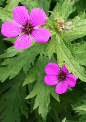 Geranium_psilostemon002.jpg