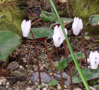 Cyclamen_creticum_06.jpg