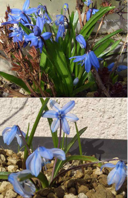 Othocallis_siberica.jpg