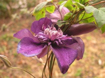 Clematis-Cassis.jpg