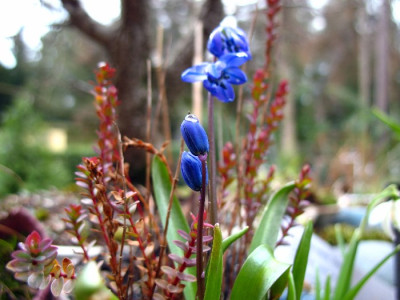 Blau4.jpg
