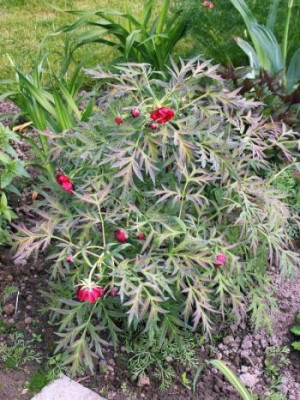P._lutea_var._delavayi_fragl2002.jpg
